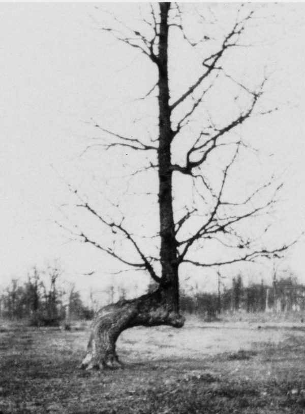 北美洲的神秘「弯曲树」