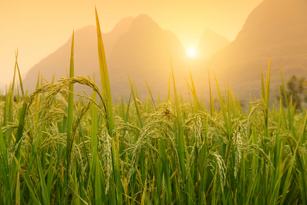 FDA批准了黄金大米进入美国食品市场