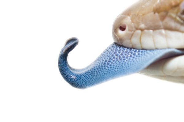 澳洲小蜥蜴的「吐舌」大法