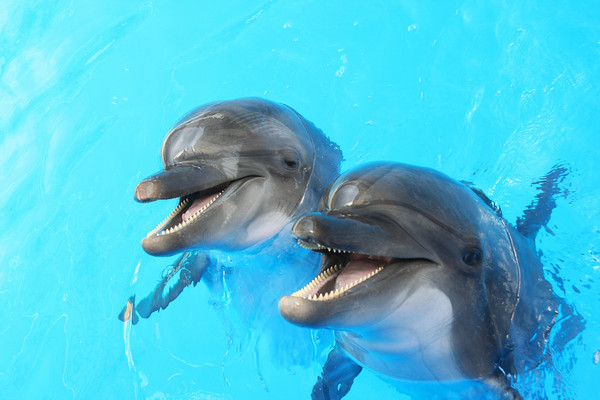 科学家想知道水族馆里的海豚过得开心么