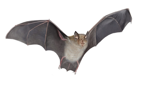 蝙蝠为何成为众多病毒的理想宿主？
