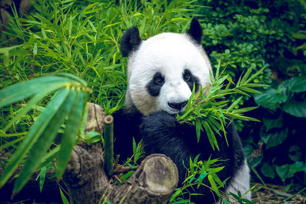 大熊猫：地球上最被高估的动物