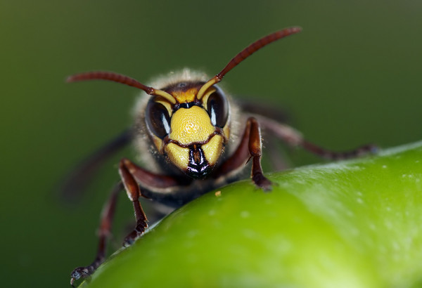 大黄蜂对杀虫剂上瘾