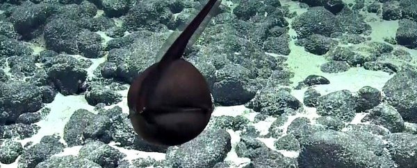 海洋科学勘测团队在直播时发现了一只罕见的吞鳗