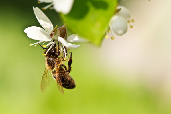 蜜蜂病死，人类饿死？