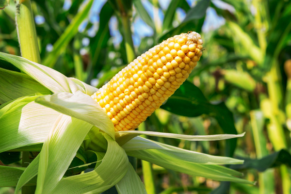 科学家搞清了人工培育出现代玉米的历史
