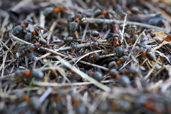 蚂蚁个体死后，记忆会留在蚁群