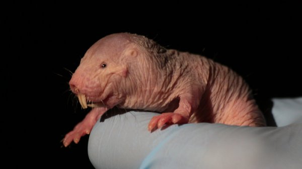 裸鼹鼠是外星生物吗？研究发现它们能在无氧条件下存活